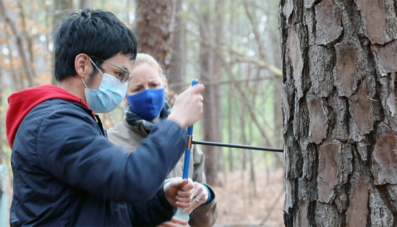 A student takes a core sample from a tree in the Duke Forest.