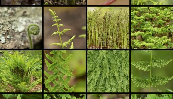 collection of fern images