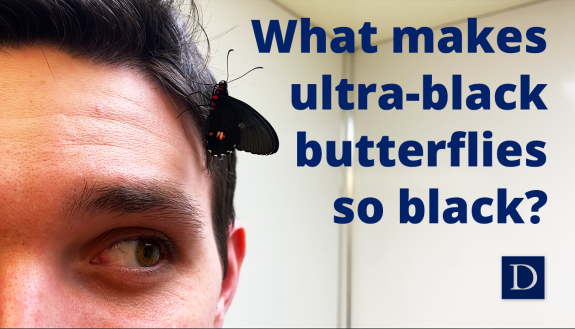 Some butterflies have ultra-black wings that rival the blackest materials made by humans, using wing scales that are only a fraction as thick. Duke researchers have figured out how they make ultra-thin substances that soak up all the light.