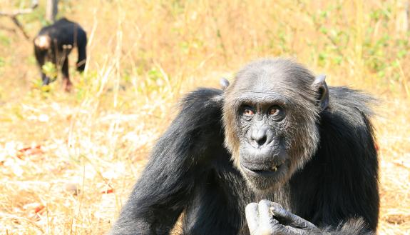 Humans aren’t the only ones who can tell when someone’s beliefs don’t match reality -- our primate relatives can too. Photo by Lileluba, Wikimedia Commons.