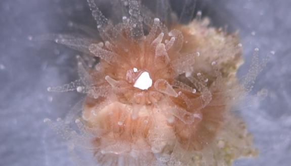 allen seymour coral plastics image.png A white fleck of plastic is engulfed by a coral polyp. (Credit: Alex Seymour, Duke Univ.)