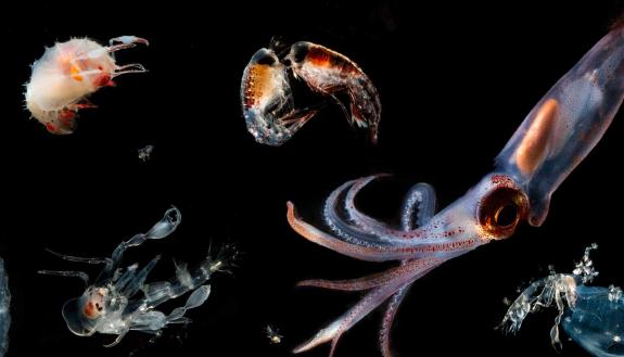 A collection of critters recovered from the deep sea