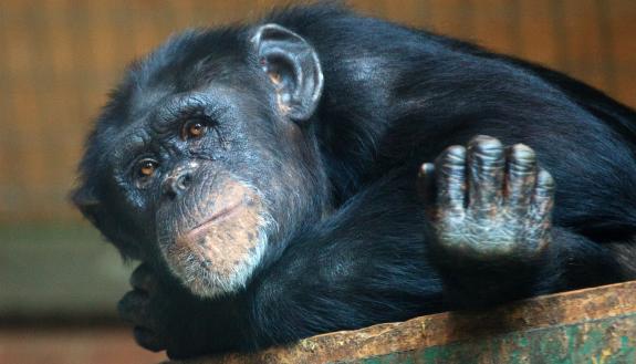Why do humans live so much longer on average than our closest primate relatives, the chimpanzees, despite being 99% identical genetically? Research suggests the epigenetic aging clock ticks slower for humans than for chimps. Photo by Petr Kratochvil.