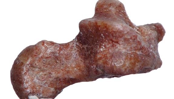 This tiny ankle bone belonged to one of the earliest members of the primate family tree. The 52-million-year-old fossil suggests that the first primates were expert leapers. Photo by Douglas Boyer, Duke University.