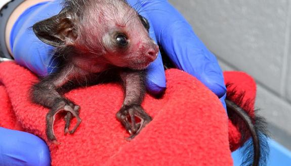 Melisandre, approximately 12 hours old. The infant was born between 9:00 p.m. and 11:00 p.m. on August 13, 2019 and weighed for the first time (when this photo was taken) the morning of September 14. Photo by David Haring.