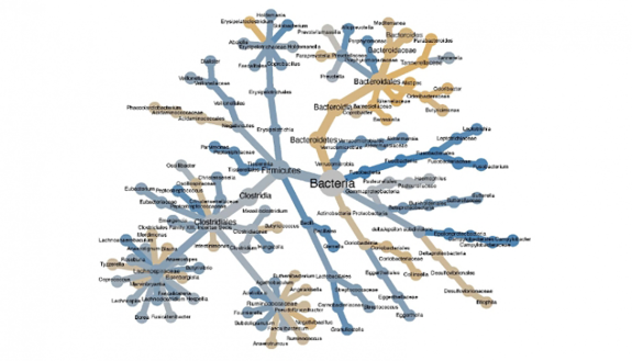 A diagram of the species of bacteria from an individual patient that are more likely to be found with tumor samples (blue) or normal tissue samples (yellow). The layout of the diagram shows the bacterial family tree, with node sizes proportional to the nu