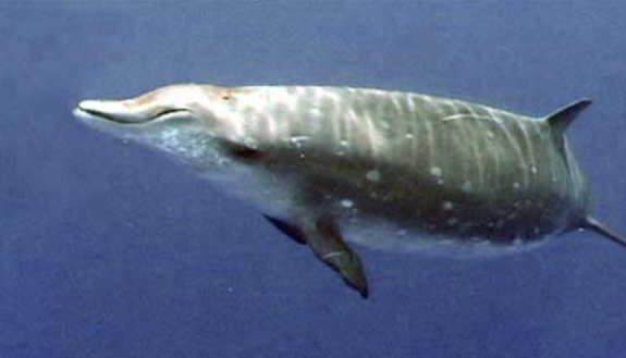 Beaked Whale