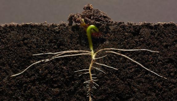A germinating bean seedling growing lateral roots. A new study identifies the compounds behind the phenomenon. Credit: Mindaugas Kriksciukas/GPhase