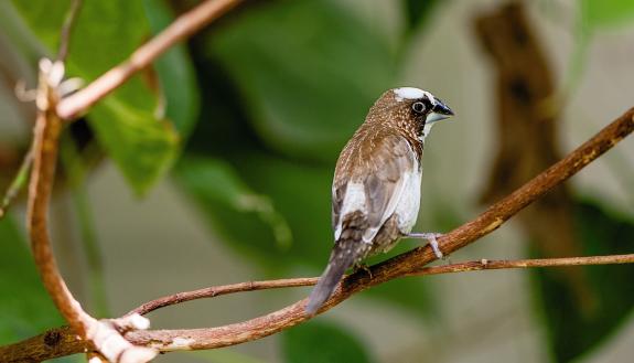 The brown, black and white Bengalese finch doesn’t rely on colorful signals when choosing a mate. Consequently, when presented with a color-perception test that their colorful cousins ace, they seem to pay more attention to brightness than hue. Stanbalik 