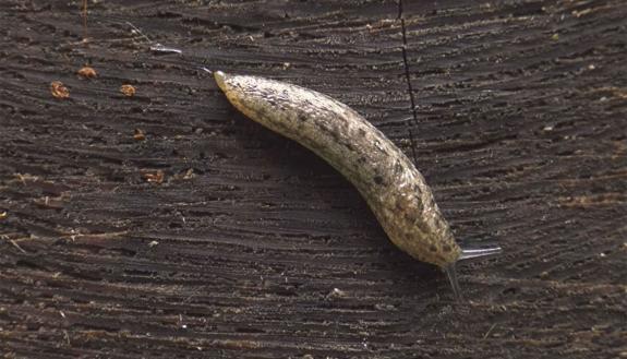 A slug moving across a piece of wood