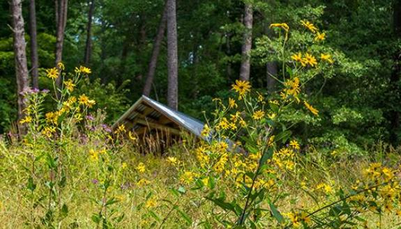 Blomquist Gardens, seen through the tall grasses