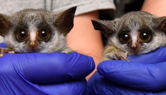 bushbaby twins Mopani and Damara