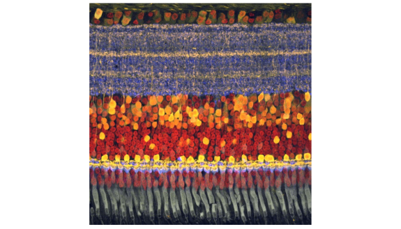 A photomicrograph of a chick retina shows the ganglion cell bodies in an orderly layer at the top and then the tangled layer of root-like dendrites in the blue and yellow layer below, which is where mosaics of different visual sensitivities are laid out. 