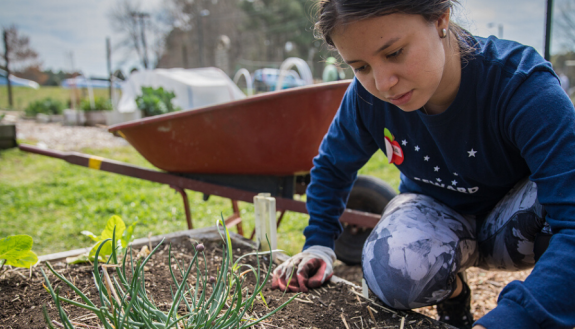 Team member gardening at the Briggs Community Garden (Photo: Chris Teufel)