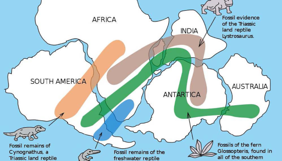 The theory of continental drift reconciled similar fossil plants and animals now found on widely separated continents. The southern part after Pangaea breaks (Gondwana) is shown here evidence of Wegener’s theory. (Image credit: United States Geological Su