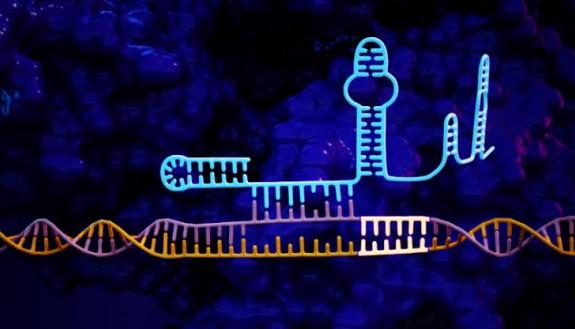 An artist’s representation of the CRISPR/Cas9 genetic sequence with the “hairpin” lock added to the left side of the system, which increases its precision by an average of 50-fold