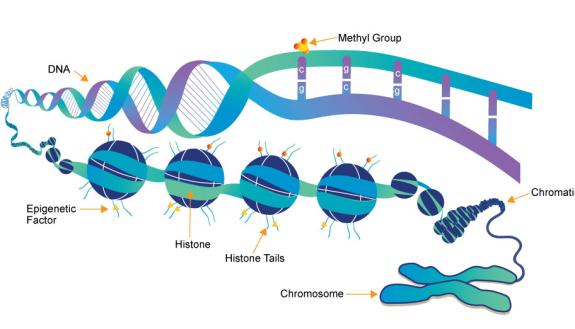 Epigenetics involves modifications to DNA that do not change its sequence but only affect which genes are active, or expressed. Photo courtesy of whatisepigenetics.com