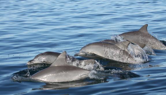 Strategic networking, dolphin-style: young dolphins seek out peers and activities that will help get them where they need to go, finds a new study. Photo by Madison Miketa, PhD, Shark Bay Dolphin Project.