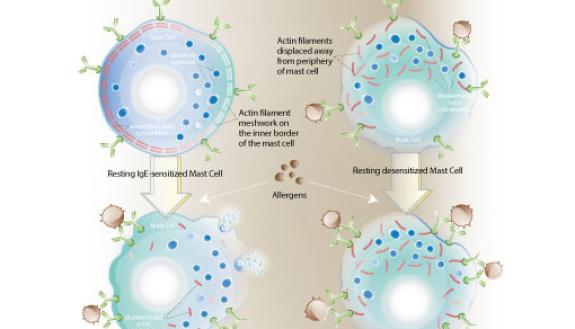 allergy study