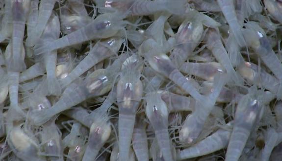 Deep-sea mining near hydrothermal vents could affect many rare seafloor species, such as these shrimp (Rimicaris hybisae).