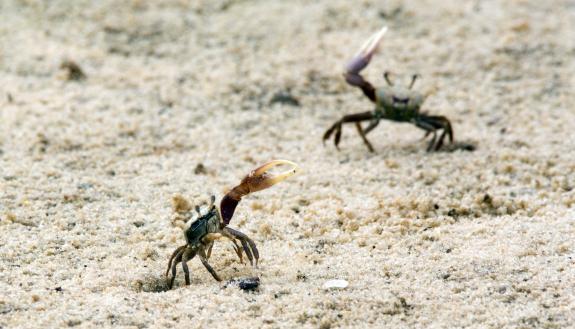 En Garde! Belligerent fiddler crabs intimidate before striking, relying on relatively cheap prop weapons to scare. (Lillie via Wikimedia Commons)
