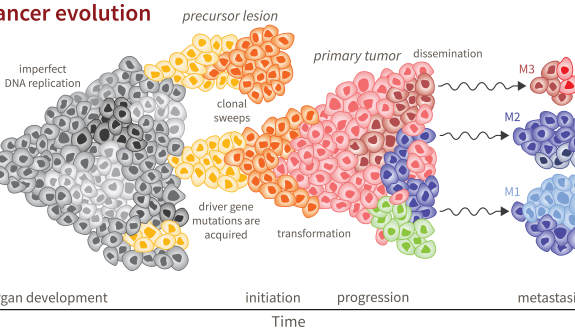 Diagram of cancer evolution