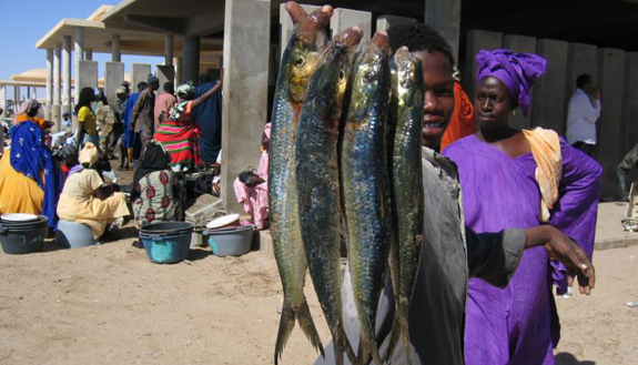 Policies that more strongly recognize the value of sustainable seafood as a source of nutrition, not just a source of livelihoods, could strengthen global food security and help take a big bite out of world hunger, a new analysis by an international team 