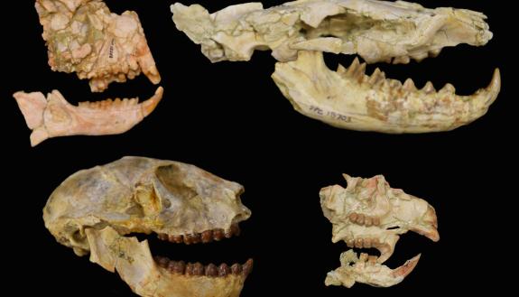 Fossils of the key groups used to unveil the Eocene-Oligocene extinction in Africa with primates on the left, the carnivorous hyaenodont, upper right, rodent, lower right. These fossils are from the Fayum Depression in Egypt. (Matt Borths) 