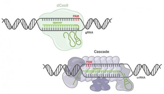 ILLUSTRATIONS REPRESENTING THE COMPONENTS OF THE COMMON DCAS9 SYSTEM (TOP) AND THE CASCADE SYSTEM (BOTTOM)