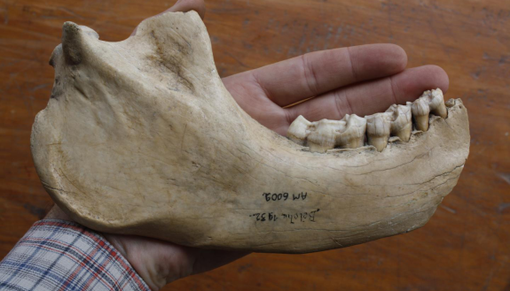 By teasing trace amounts of DNA from this partially fossilized jawbone, nearly 1,500 years after the creature’s death, scientists have managed to reconstruct the first giant lemur genome. Credit: University of Antananarivo and George Perry, Penn State
