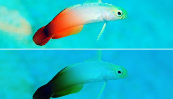 As warming oceans drive fish into cooler, deeper waters, the colors they rely on for survival could become harder to see. A mere 20-meter drop in the water column turns this fire goby from magnificent to muted. Credit: Nazir Amin.