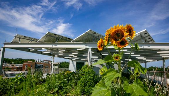 A sunflower in Grainger Hall's rooftop garden.