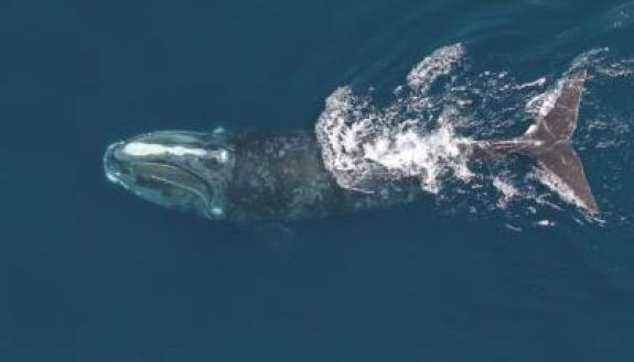 Feeding North Atlantic right whale observed during an aerial survey. (Credit: NOAA/NEFSC/Christin Khan; collected under MMPA Research Permit #17355)