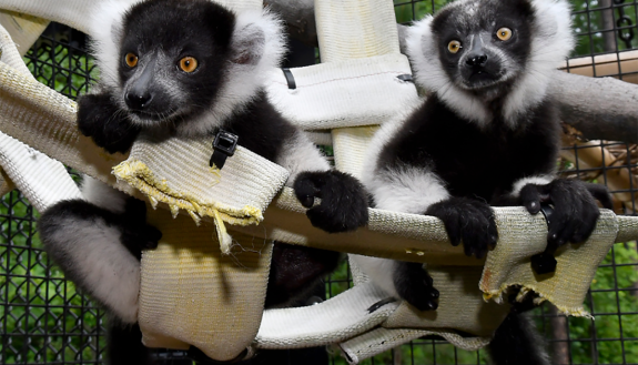 Lemurs Harriot and Helene at the Lemur Center