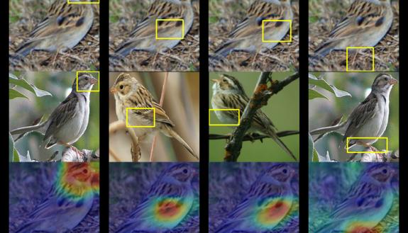 A Duke team trained a computer to identify up to 200 species of birds from just a photo. Given a photo of a mystery bird (top), the A.I. spits out heat maps showing which parts of the image are most similar to typical species features it has seen before.
