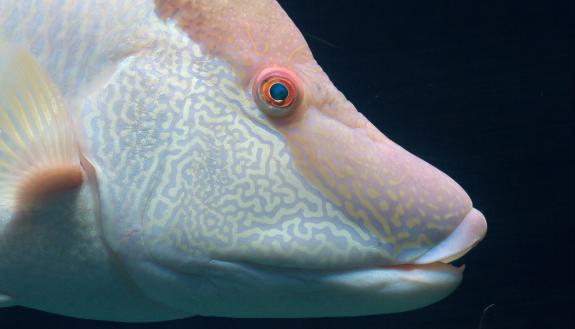 The color-changing hogfish can “see” with its skin -- an ability that likely evolved separately from light-sensing in the eyes, researchers say. Photo by Sander van der Wel, Wikimedia Commons.