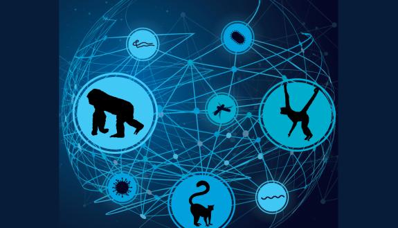 New research predicts that the loss of 108 threatened primates could doom an additional 176 parasite species to extinction, because they have no other suitable hosts. Courtesy of Marie-Claire Chelini and TriCEM