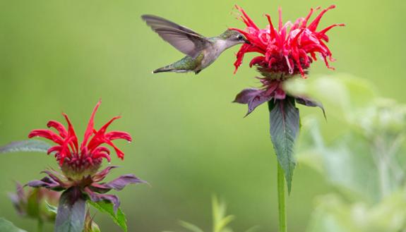 Hummingbird pollinates flower