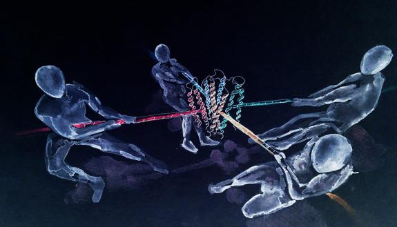 This artistic interpretation shows people tugging on a mysterious force-sensing receptor called Piezo1, which Duke researchers have found a new approach to study its functions. Credit: Jason Wu.