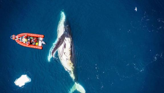 whale rising out of the ocean