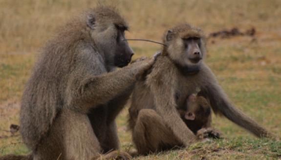 Baboons make friends and cement social bonds is by grooming -- an activity that involves picking dirt and parasites and dead skin out of each other’s fur. This adult male is grooming an adult female near Amboseli National Park in Kenya. Photo by Noah S