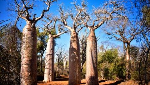 The baobab is the national tree of Madagascar. Photo by Rod Waddington.
