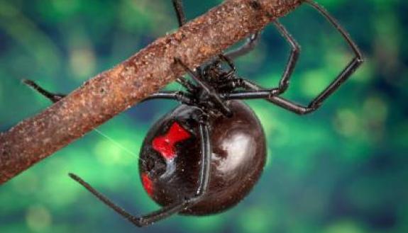 The black widow spider’s telltale red hourglass-shaped mark appears brighter and more contrasting to birds than to insects, finds a new study. The red-and-black color combination sends a “beware!” signal to predators without scaring off their prey.
