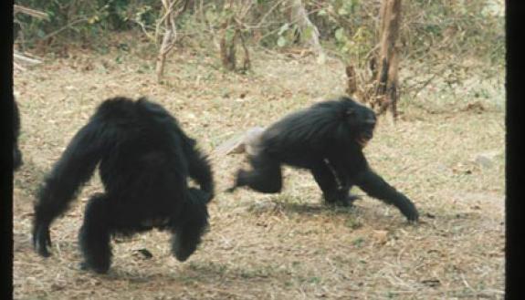 A male chimpanzee (left, with back to camera) menaces a fleeing female in a typical display of aggression. A new study finds that males who are consistently aggressive tend to sire more babies. (Credit: Jane Goodall Institute/ Jane Goodall)