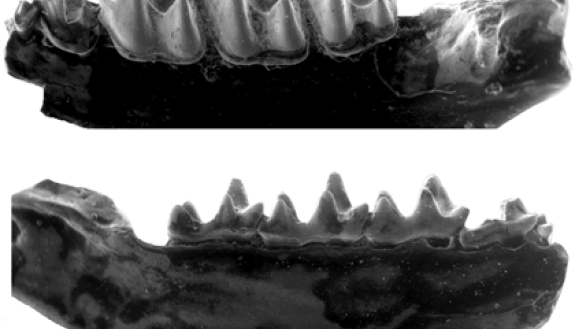 This 30-million-year-old fossilized jawbone, seen from both sides, is less than half an inch in length, but it has a lot to say about bat evolution. Photo credit: Gregg Gunnell