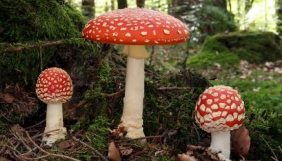 The iconic red fly agaric mushroom is one of more than 90,000 species of fungi that have been described. Researchers report that fungi may owe their abilities to grow, spread, and even cause disease to an opportunistic virus they caught more than a billi