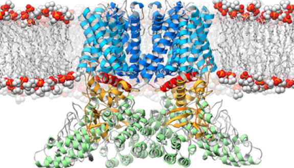 A ribbon diagram depicting the structure of the TRPV2 ion channel (blue, yellow, green) as it lies embedded in the cell membrane (orange and white). This ion channel is a temperature sensor involved in the perception of pain and heat, and therapies targe