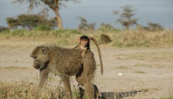 A four-month old infant baboon rides on its mother's back near Amboseli National Park in Kenya. Early adversity, such as losing a mother before age four, reduces adult life expectancy in wild baboons by up to ten years, researchers find. Photo courtesy o
