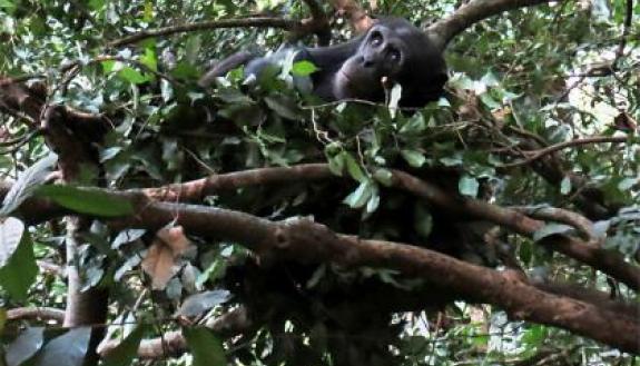 Chimpanzees build beds in trees for a comfy night’s rest. Our closest animal relatives, chimpanzees sleep an average of 11.5 hours a night, whereas humans snooze for just seven hours. Photo courtesy of Kathelijne Koops, University of Zurich, Switzerlan