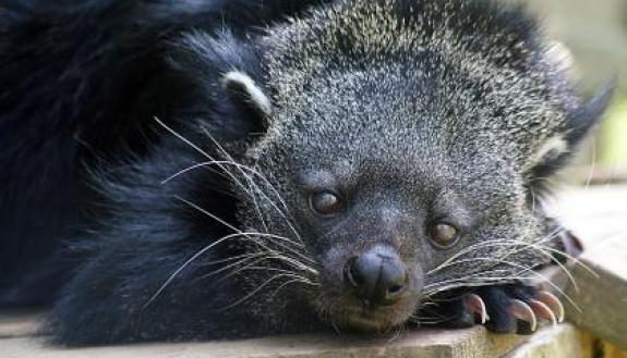 The binturong, or bearcat, is neither a bear nor a cat, but a shy member of the civet family that lives in the rainforests of Southeast Asia. Binturongs owe their popcorn-like scent to a chemical compound in their urine that also happens to be the major 